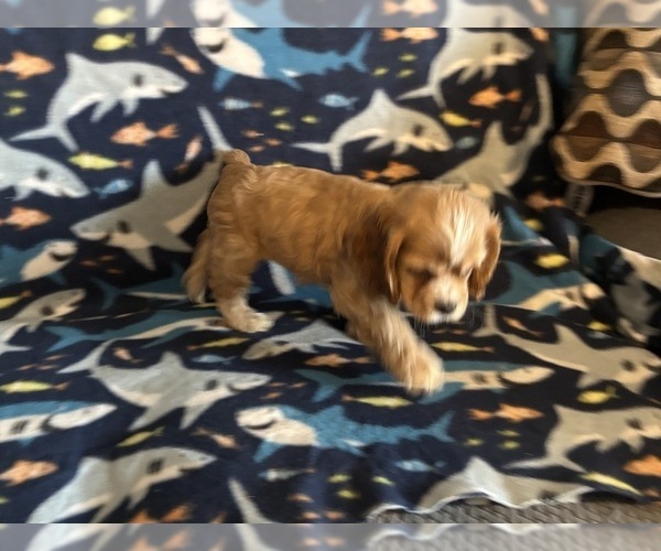 Medium Photo #33 Cocker Spaniel Puppy For Sale in COLBERT, GA, USA