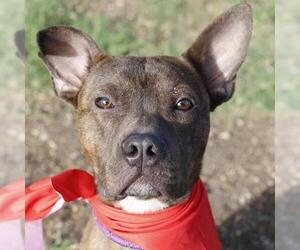 Mutt Dogs for adoption in San Antonio, TX, USA