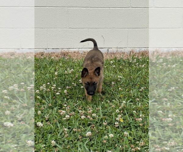 Medium Photo #4 Mutt Puppy For Sale in Imlay City, MI, USA