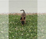 Small #3 Mutt
