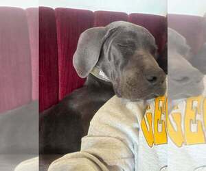 Diamond (AL) - Female Great Dane-Unknown Mix Dog for Adoption - Photo #2