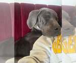 Small Photo #2 Great Dane-Unknown Mix Puppy For Sale in New York, NY, USA