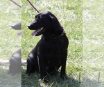 Small Photo #1 Labrador Retriever Puppy For Sale in NEOLA, WV, USA