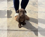Small #6 Doberman Pinscher Mix