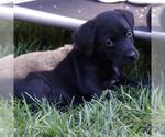 Small Photo #3 Labrador Retriever-Unknown Mix Puppy For Sale in San Diego, CA, USA