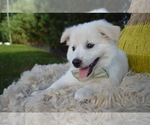 Small #2 American Eskimo Dog