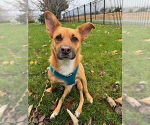 Poppy - Female Mutt Dog for Adoption - Photo #3