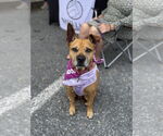 Small #1 American Pit Bull Terrier-American Staffordshire Terrier Mix