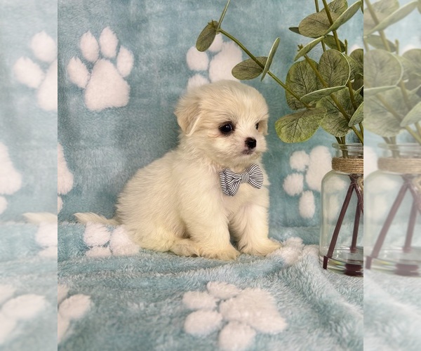 Medium Photo #4 Mal-Shi Puppy For Sale in NOBLESVILLE, IN, USA