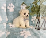 Small #3 Mal-Shi