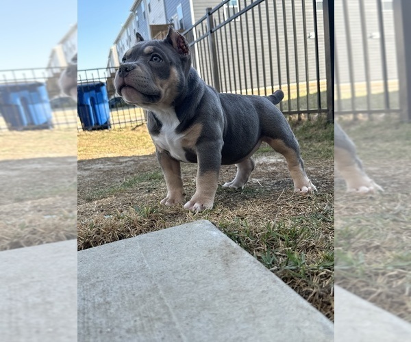 Medium Photo #5 American Bully Puppy For Sale in RALEIGH, NC, USA