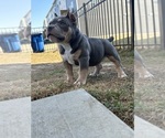 Small Photo #5 American Bully Puppy For Sale in RALEIGH, NC, USA