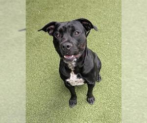 Mutt Dogs for adoption in San Martin, CA, USA