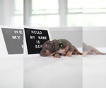 Small #6 American Pit Bull Terrier