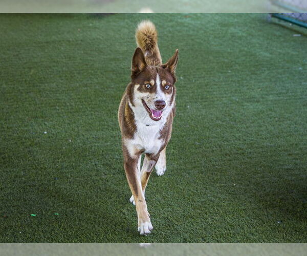 Medium Photo #2 Huskies -Unknown Mix Puppy For Sale in Pasadena, CA, USA