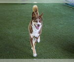 Small #1 Huskies  Mix