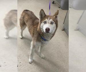 Siberian Husky Dogs for adoption in Riverside, CA, USA
