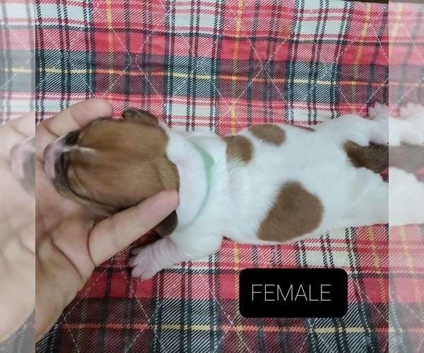 Medium Photo #1 Basset Hound Puppy For Sale in BERESFORD, SD, USA
