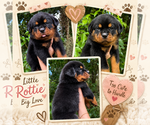 Image preview for Ad Listing. Nickname: Rottweilers