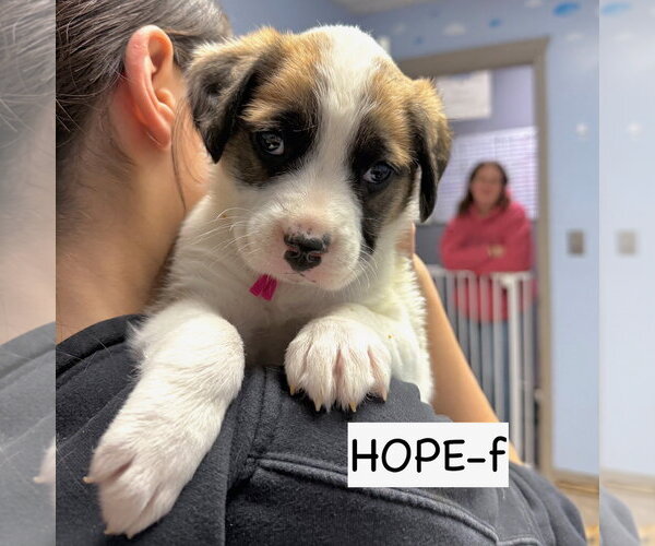 Medium Photo #2 Anatolian Shepherd Puppy For Sale in GILBERTS, IL, USA