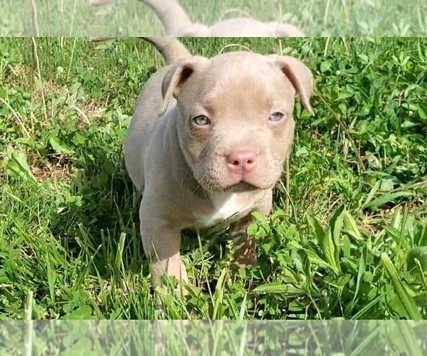 Medium Photo #1 American Bully Puppy For Sale in WEST MILTON, OH, USA