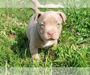 American Bully Puppy for sale in WEST MILTON, OH, USA