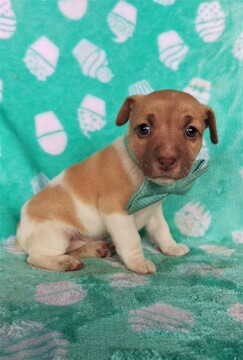 Medium Photo #2 Jack Russell Terrier Puppy For Sale in LANCASTER, PA, USA