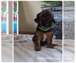 Small Photo #2 Morkie Puppy For Sale in LAKEVILLE, MN, USA