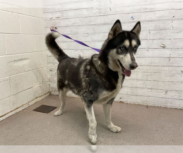 Medium Photo #1 Siberian Husky Puppy For Sale in San Bernardino, CA, USA