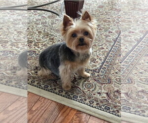 Mutt Dogs for adoption in Allentown,, PA, USA