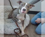 Small #6 American Staffordshire Terrier Mix