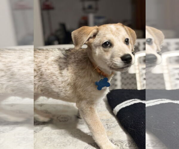 Medium Photo #7 Great Pyrenees-Unknown Mix Puppy For Sale in Minneapolis, MN, USA