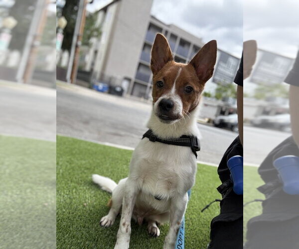 Medium Photo #3 Basenji Puppy For Sale in Studio City, CA, USA