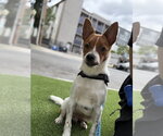Small #2 Basenji