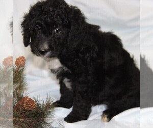 Goldendoodle-Poodle (Miniature) Mix Puppy for sale in STANLEY, WI, USA