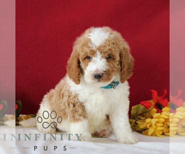 Medium Photo #4 Goldendoodle Puppy For Sale in GORDONVILLE, PA, USA