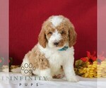 Small #3 Goldendoodle