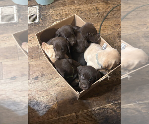 Medium Photo #1 Labrador Retriever Puppy For Sale in ROLLA, MO, USA