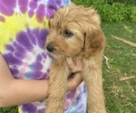 Small Photo #1 Goldendoodle Puppy For Sale in WESTMINSTER, SC, USA