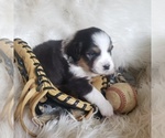 Small #23 Australian Shepherd