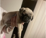 Small Photo #2 Pug Puppy For Sale in LAKE MARY, FL, USA