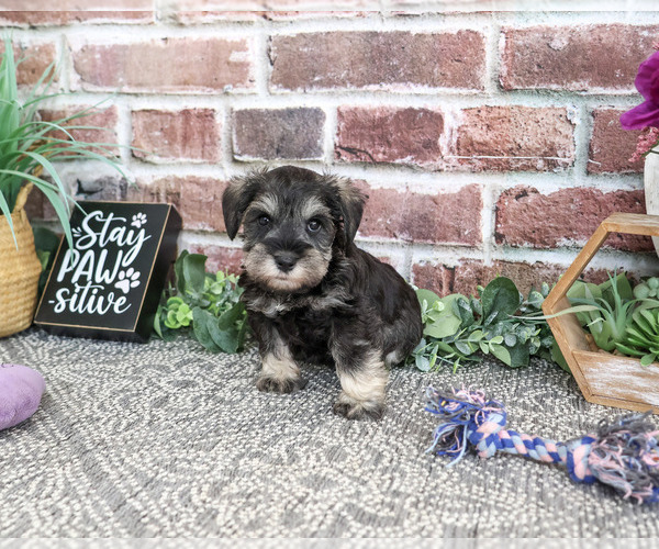 Medium Photo #3 Schnauzer (Miniature) Puppy For Sale in SYRACUSE, IN, USA