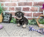 Small #2 Schnauzer (Miniature)