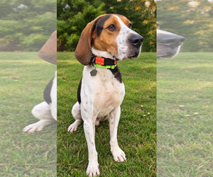 Treeing Walker Coonhound-Unknown Mix Dogs for adoption in Crystal, MN, USA