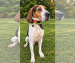 Rudy - Male Treeing Walker Coonhound-Unknown Mix Dog for Adoption - Small photo
