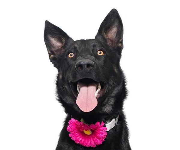 Medium Photo #1 German Shepherd Dog Puppy For Sale in Santa Maria, CA, USA
