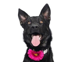 German Shepherd Dog Dogs for adoption in Santa Maria, CA, USA
