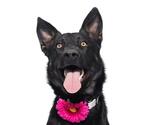 Small German Shepherd Dog