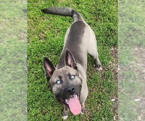 Akita-Unknown Mix Dogs for adoption in Decatur, IL, USA