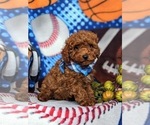 Small Photo #9 Cavapoo Puppy For Sale in KIRKWOOD, PA, USA